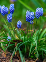 Grape Hyacinth 'Armeniacum' - Harding & Bloom