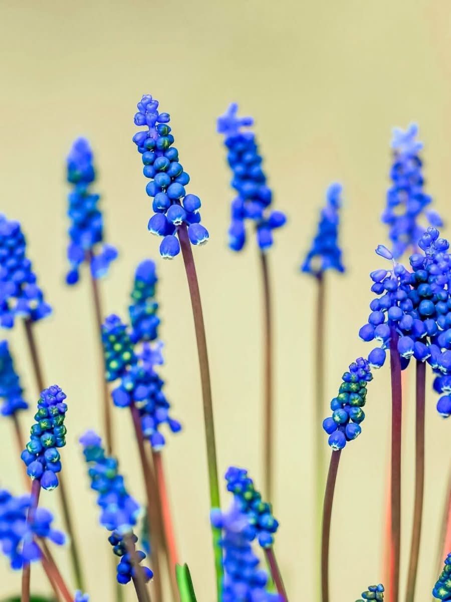 Grape Hyacinth 'Armeniacum' - Harding & Bloom