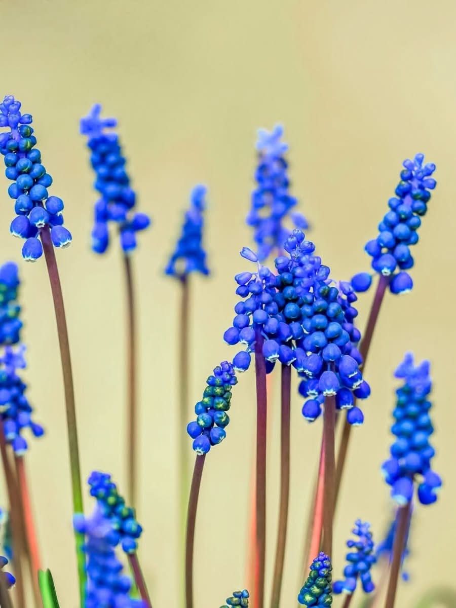 Grape Hyacinth 'Armeniacum' - Harding & Bloom