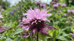 Monarda 'Beauty of Cobham' (Bee Balm) - Harding & Bloom