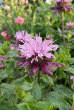 Monarda 'Beauty of Cobham' (Bee Balm) - Harding & Bloom