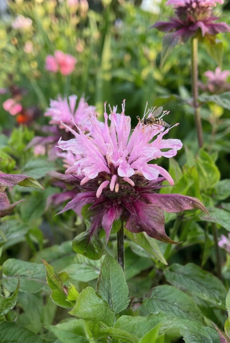 Monarda 'Beauty of Cobham' (Bee Balm) - Harding & Bloom