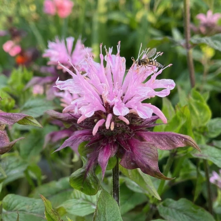 Monarda 'Beauty of Cobham' (Bee Balm) - Harding & Bloom