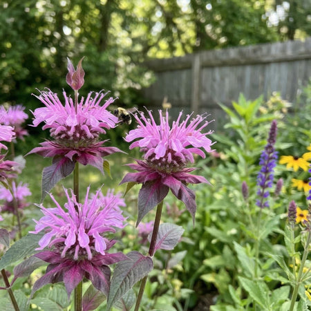 Monarda 'Beauty of Cobham' (Bee Balm) - Harding & Bloom