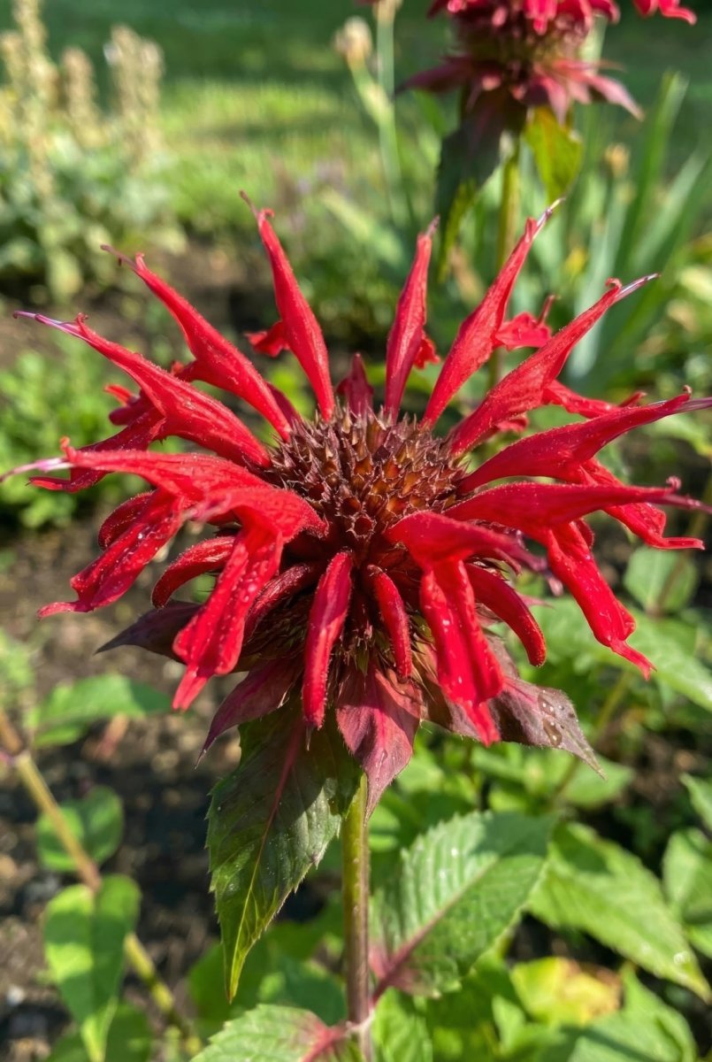 Monarda 'Cambridge Scarlet' (Bee balm) - Harding & Bloom