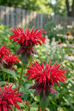Monarda 'Cambridge Scarlet' (Bee balm) – flower bulbs, product photo 4 (Harding & Bloom)