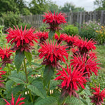 Monarda 'Cambridge Scarlet' (Bee balm) – flower bulbs, product photo 2 (Harding & Bloom)
