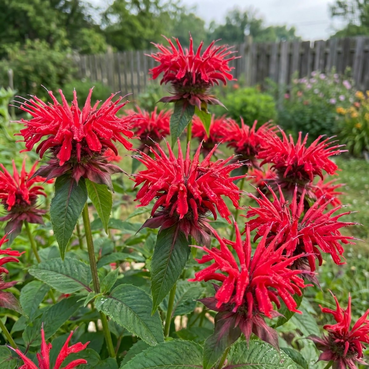 Monarda 'Cambridge Scarlet' (Bee balm) – flower bulbs, product photo 2 (Harding & Bloom)