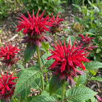 Monarda 'Cambridge Scarlet' (Bee balm) – flower bulbs, product photo 3 (Harding & Bloom)