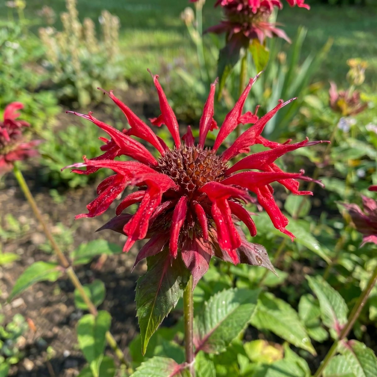 Monarda 'Cambridge Scarlet' (Bee balm) – flower bulbs, main product photo (Harding & Bloom)