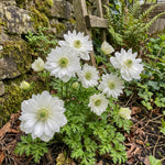 Anemone coronaria 'Mount Everest' (St. Brigid) (Poppy anemone) – anemone corms, product photo 2 (Harding & Bloom)