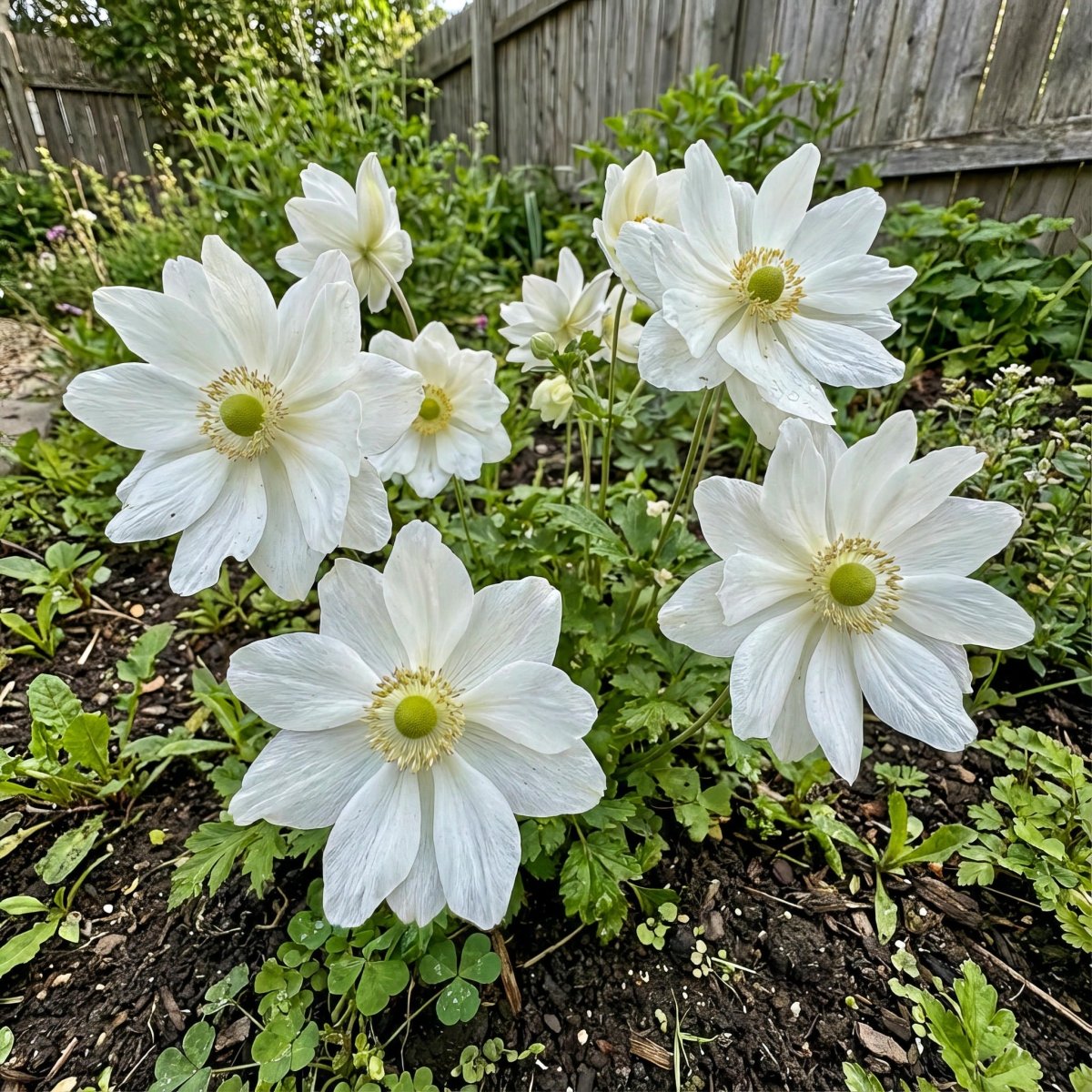 Anemone coronaria 'Mount Everest' (St. Brigid) (Poppy anemone) – anemone corms, product photo 3 (Harding & Bloom)