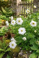 Anemone coronaria 'Mount Everest' (St. Brigid) (Poppy anemone) – anemone corms, product photo 4 (Harding & Bloom)