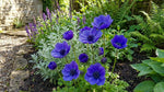 Anemone coronaria 'Mr Fokker' – anemone corms, product photo 6 (Harding & Bloom)