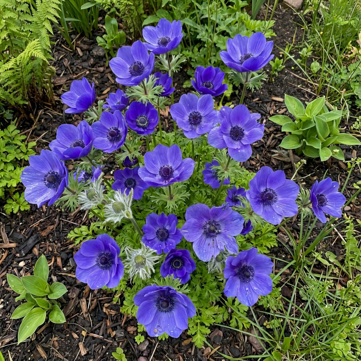 Anemone coronaria 'Mr Fokker' – anemone corms, product photo 4 (Harding & Bloom)