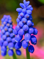 Grape Hyacinth 'Bling Bling' - Harding & Bloom