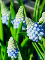 Grape Hyacinth 'Mountain Lady' - Harding & Bloom