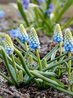 Grape Hyacinth 'Valerie Finnis' - Harding & Bloom