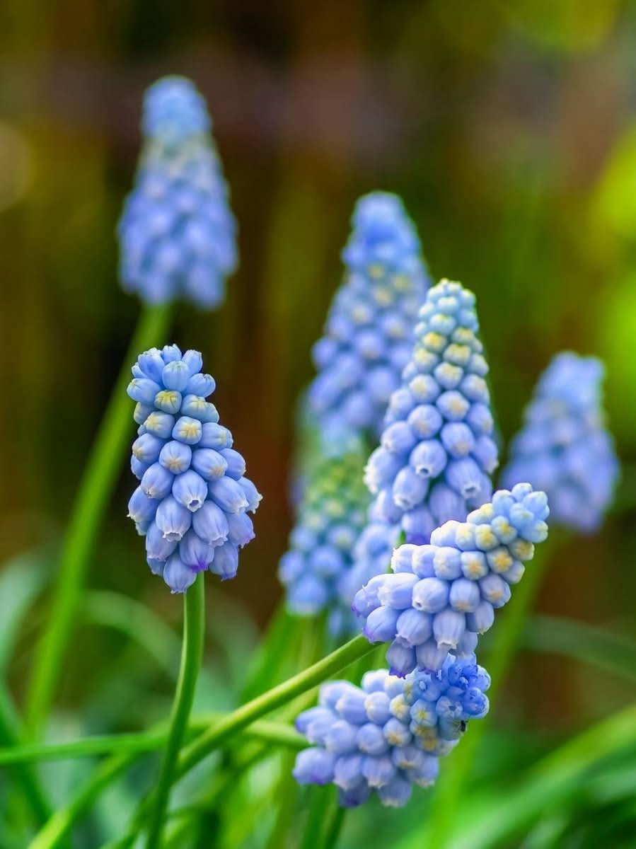Grape Hyacinth 'Valerie Finnis' - Harding & Bloom