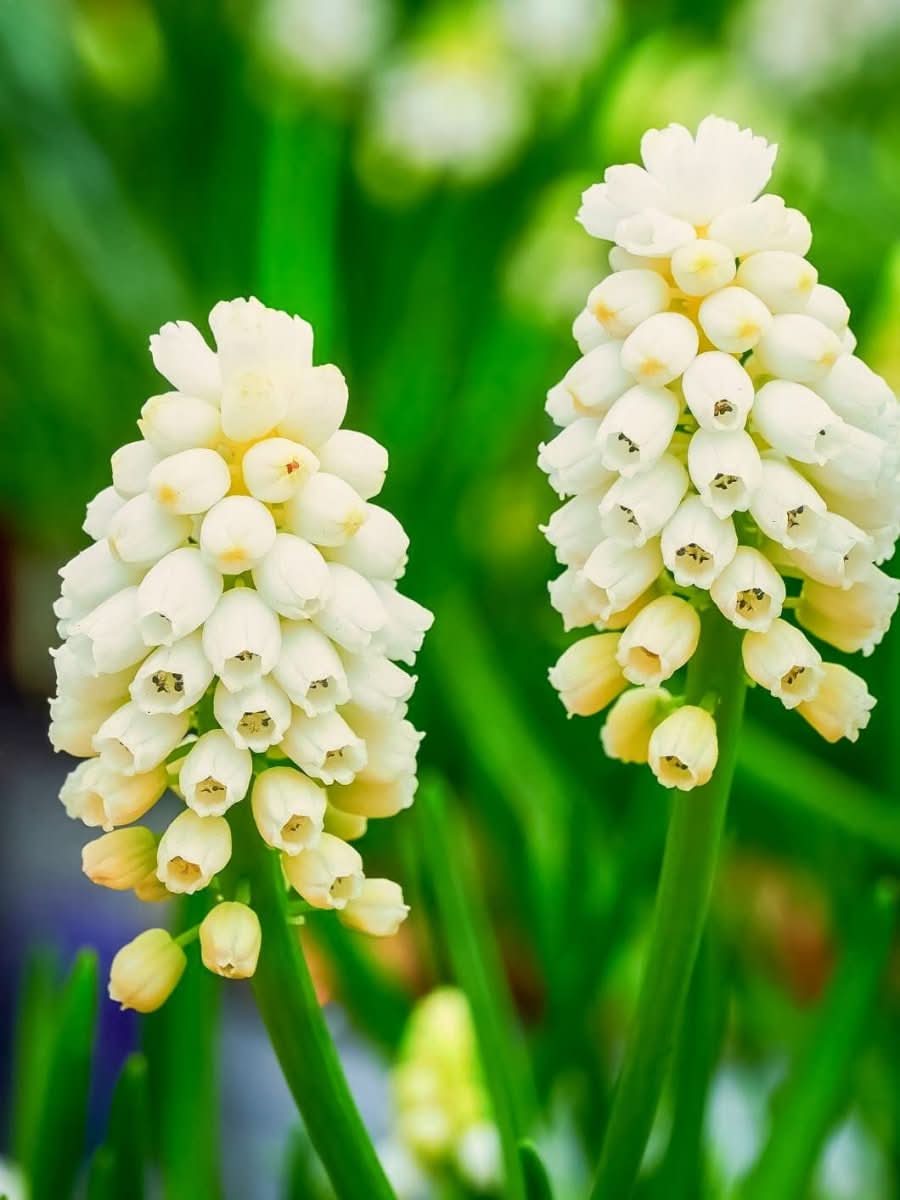 Grape Hyacinth 'White Magic' - Harding & Bloom