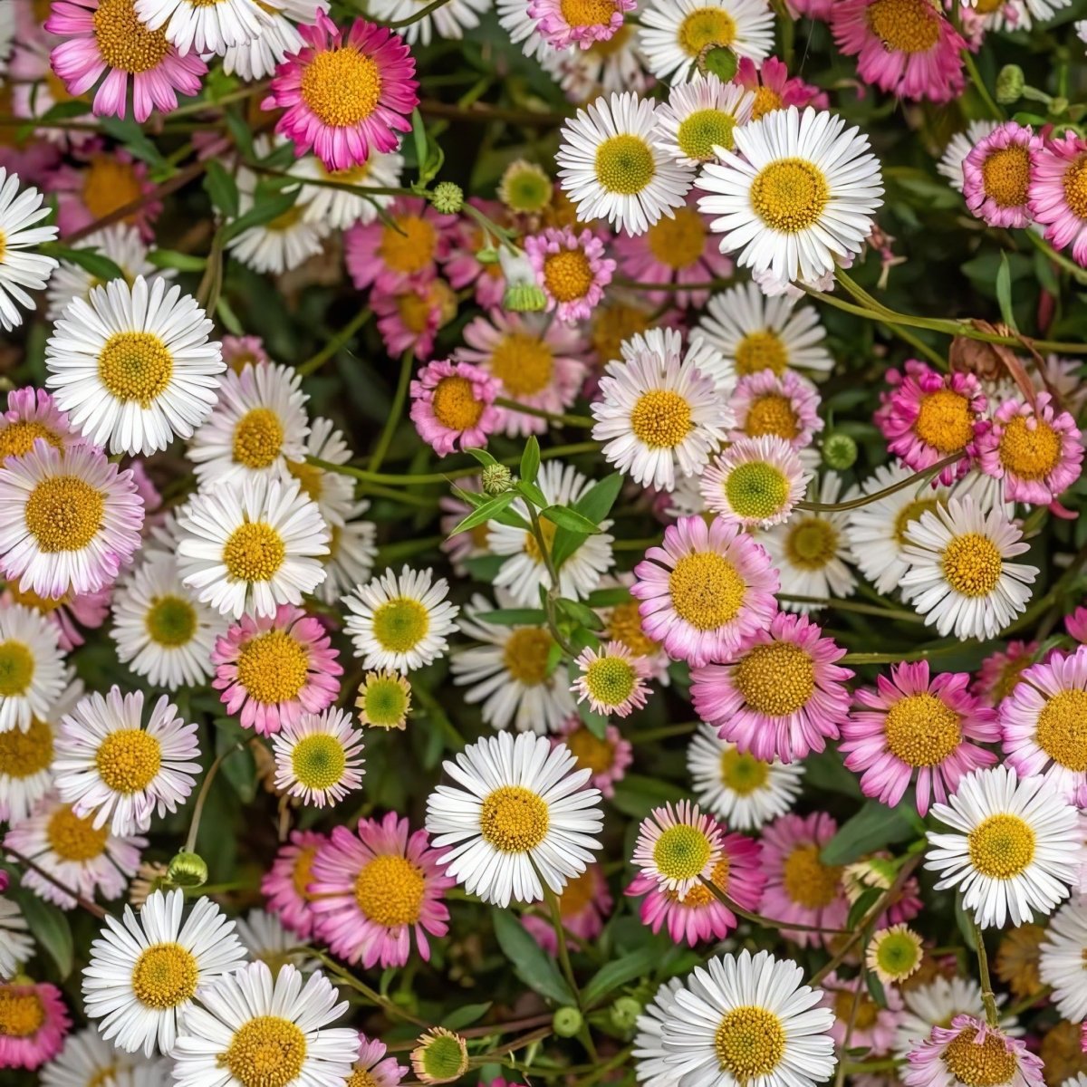Mexican Fleabane (Erigeron karvinskianus) - Harding & Bloom
