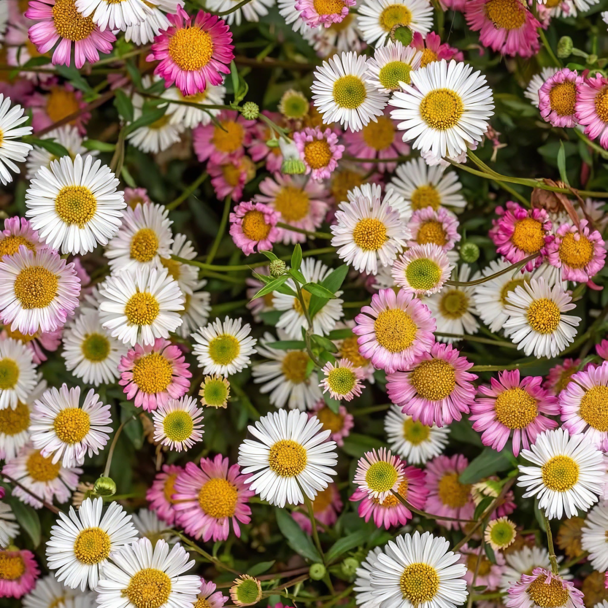 Mexican Fleabane (Erigeron karvinskianus)
