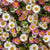 Mexican Fleabane (Erigeron karvinskianus)