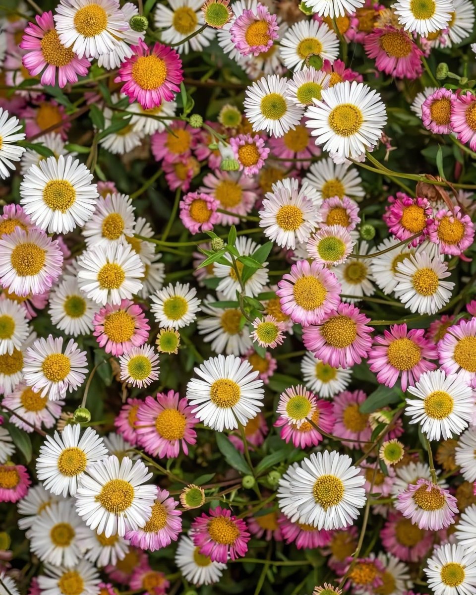 Mexican Fleabane (Erigeron karvinskianus) - Harding & Bloom