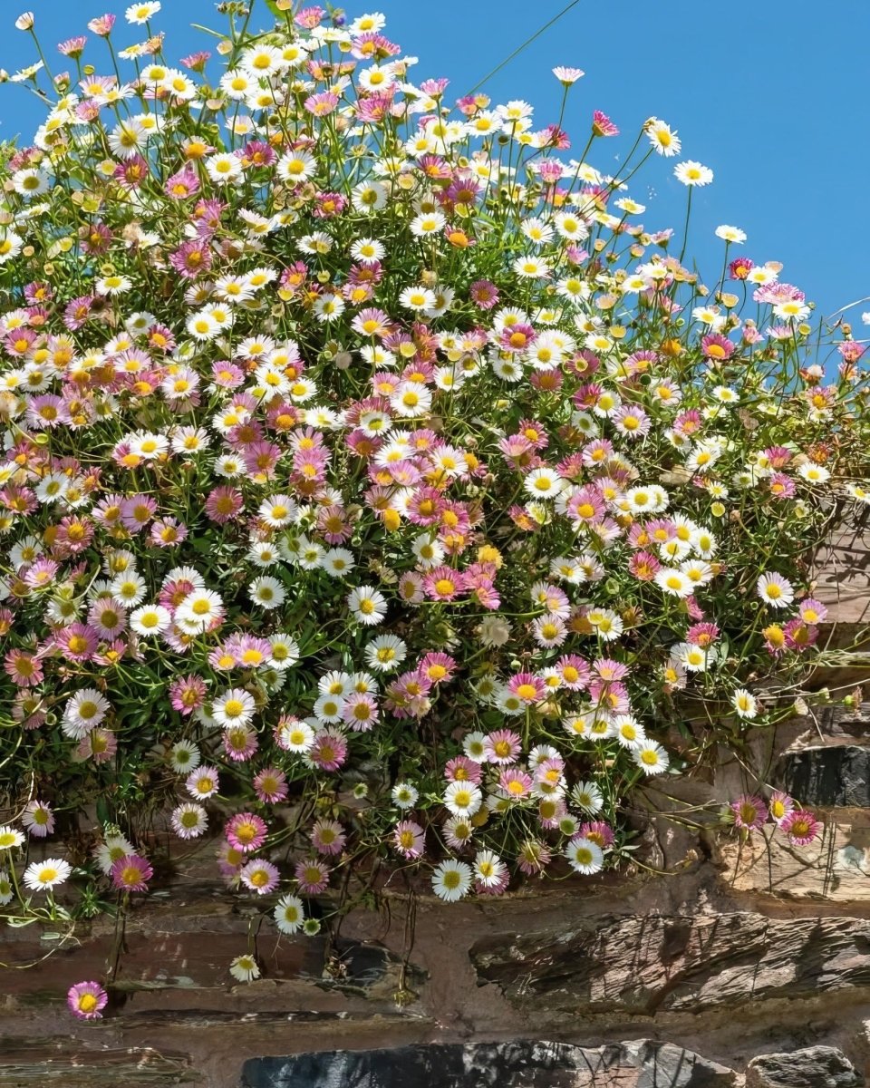 Mexican Fleabane (Erigeron karvinskianus) - Harding & Bloom