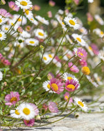 Mexican Fleabane (Erigeron karvinskianus) - Harding & Bloom