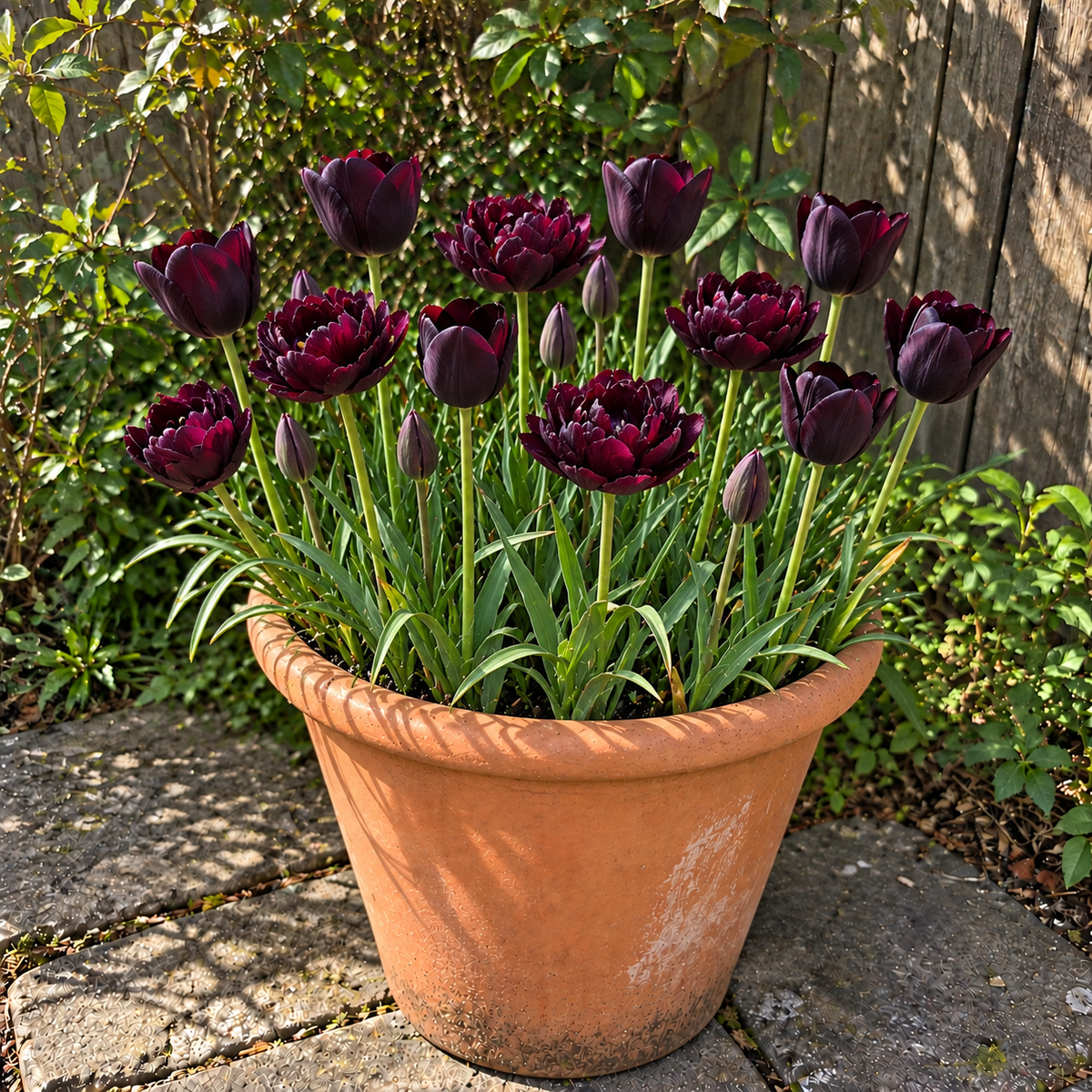 Midnight & Moonlight illustrative late-spring pot display