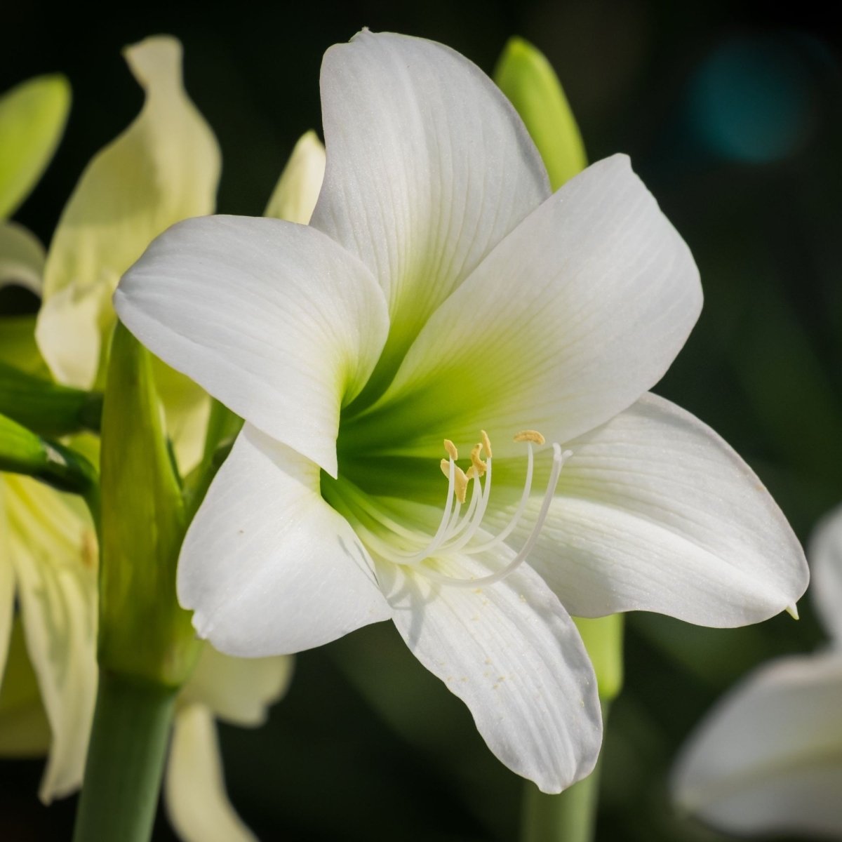 Amaryllis (Hippeastrum) 'Mont Blanc' - Harding & Bloom