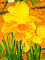 Narcissus 'Amber Castle' - Harding & Bloom