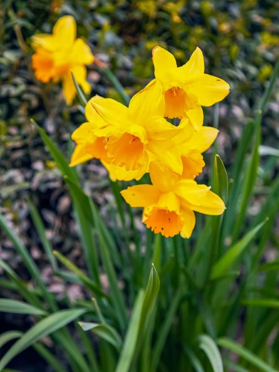 Narcissus 'Amber Castle' - Harding & Bloom