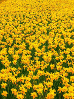 Narcissus 'Amber Castle' - Harding & Bloom