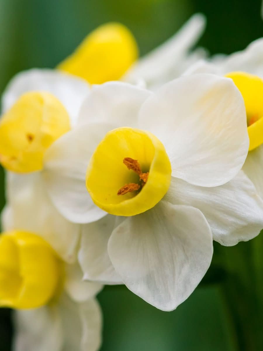 Narcissus 'Avalanche' - Harding & Bloom