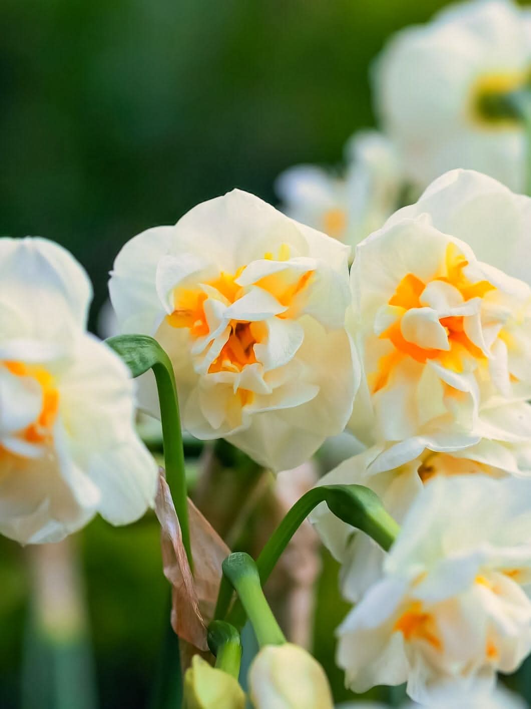 Daffodil (Narcissus) 'Bridal Crown' - Harding & Bloom
