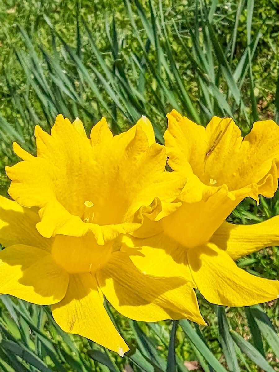 Daffodil (Narcissus) 'Carlton' - Harding & Bloom