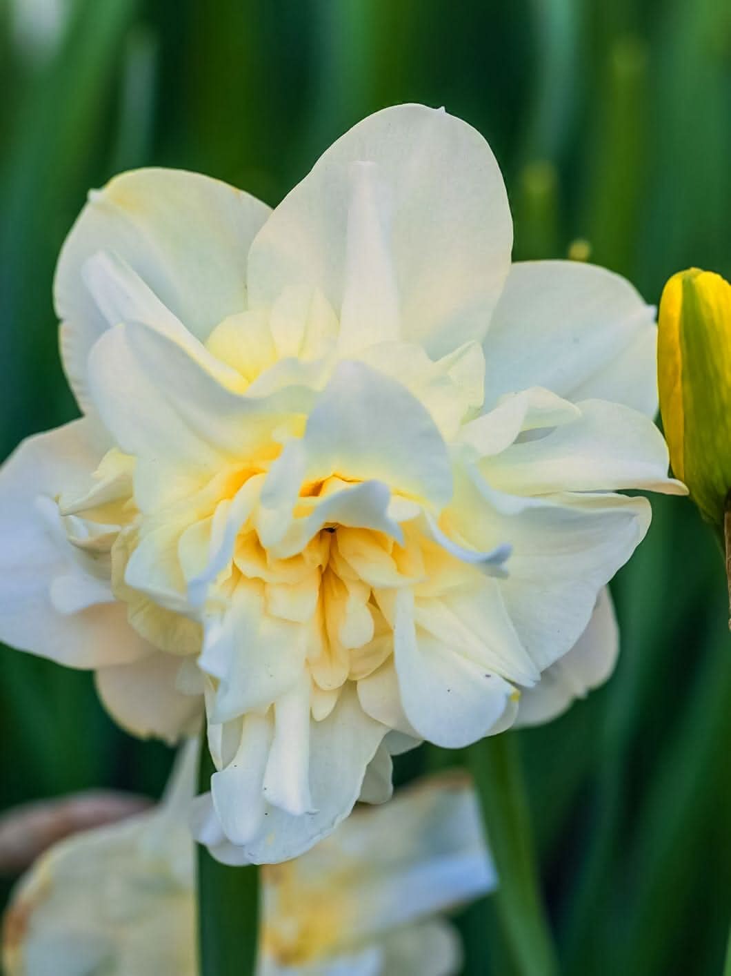 Daffodil (Narcissus) 'Erlicheer' - Harding & Bloom