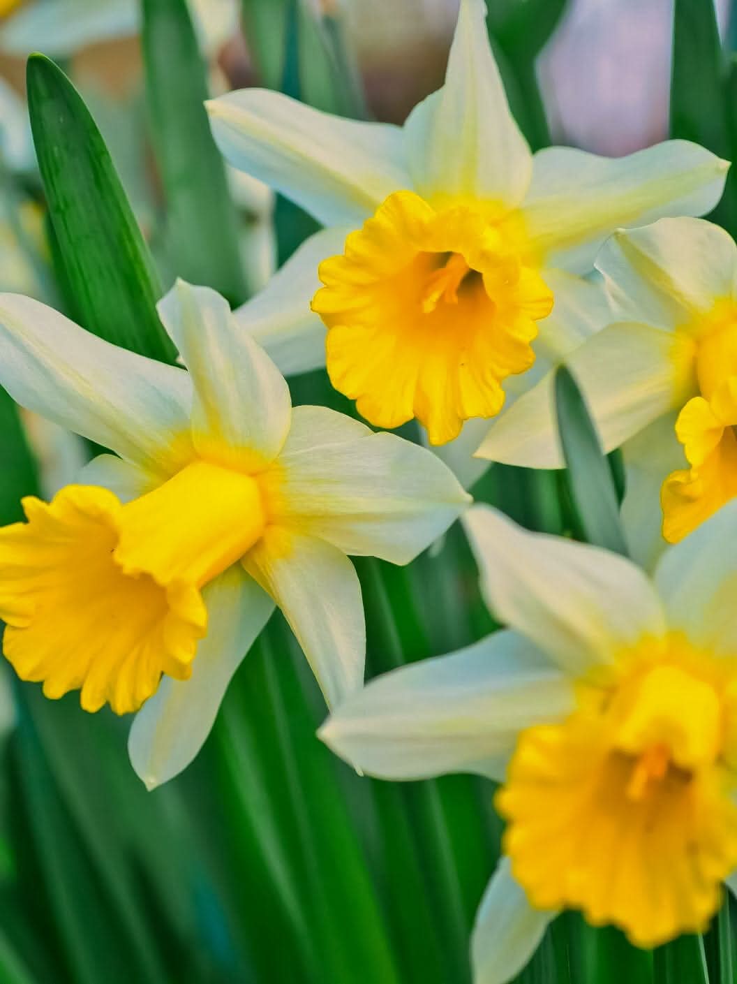Daffodil (Narcissus) 'Golden Echo' - Harding & Bloom