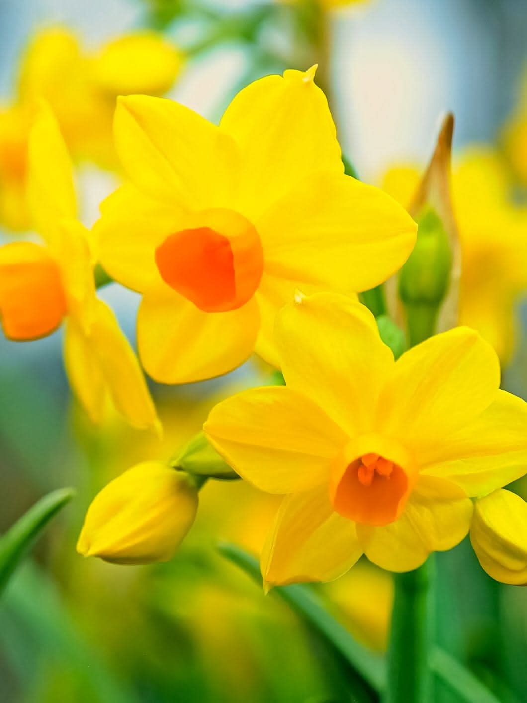 Daffodil (Narcissus) 'Grand Soleil d'Or' - Harding & Bloom