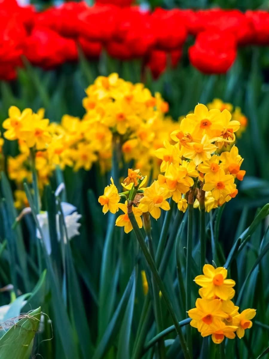 Daffodil (Narcissus) 'Grand Soleil d'Or' - Harding & Bloom