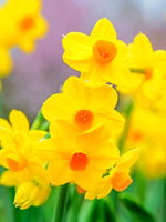 Daffodil (Narcissus) 'Grand Soleil d'Or' - Harding & Bloom