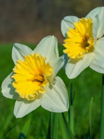 Daffodil (Narcissus) 'Ice Follies' - Harding & Bloom