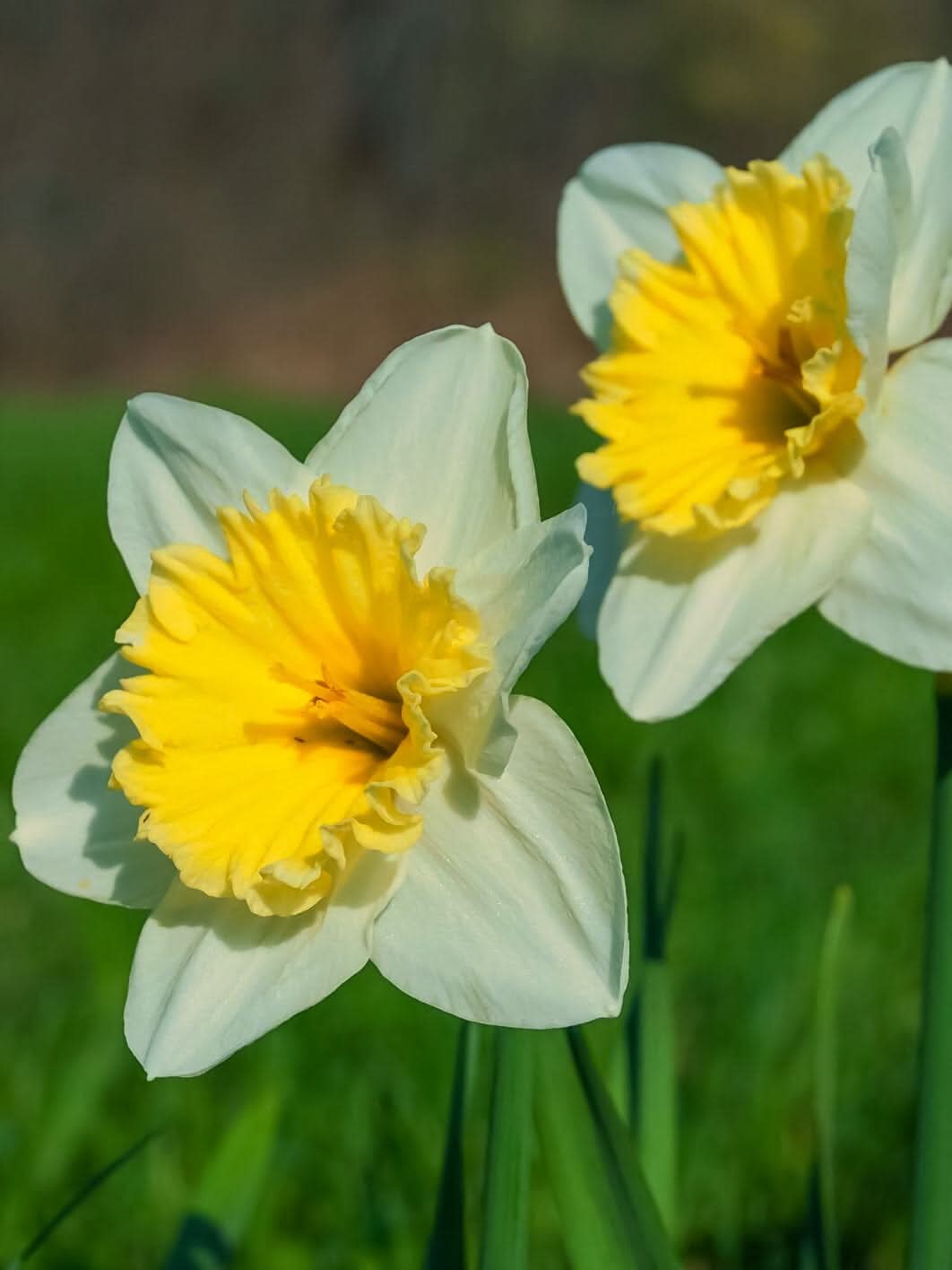 Daffodil (Narcissus) 'Ice Follies' - Harding & Bloom