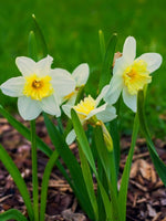 Daffodil (Narcissus) 'Ice Follies' - Harding & Bloom