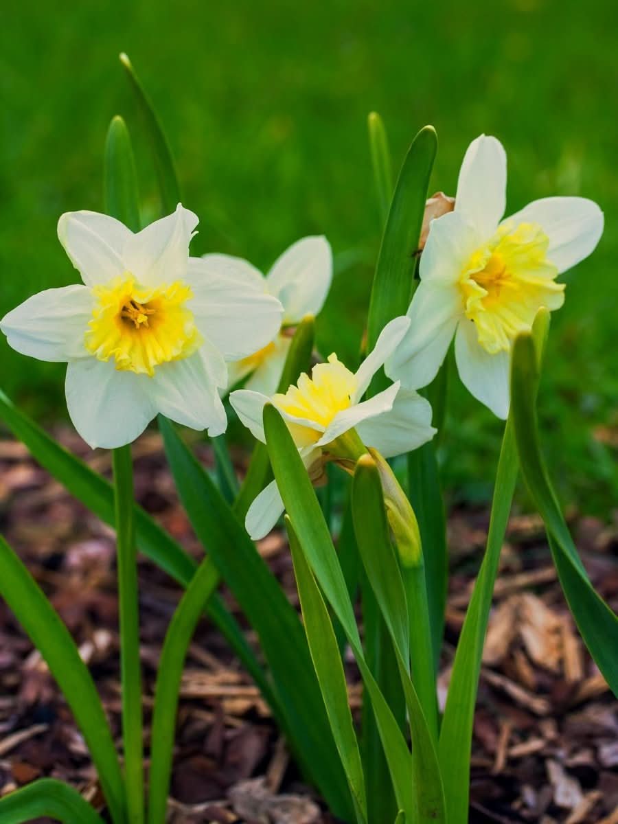 Daffodil (Narcissus) 'Ice Follies' - Harding & Bloom