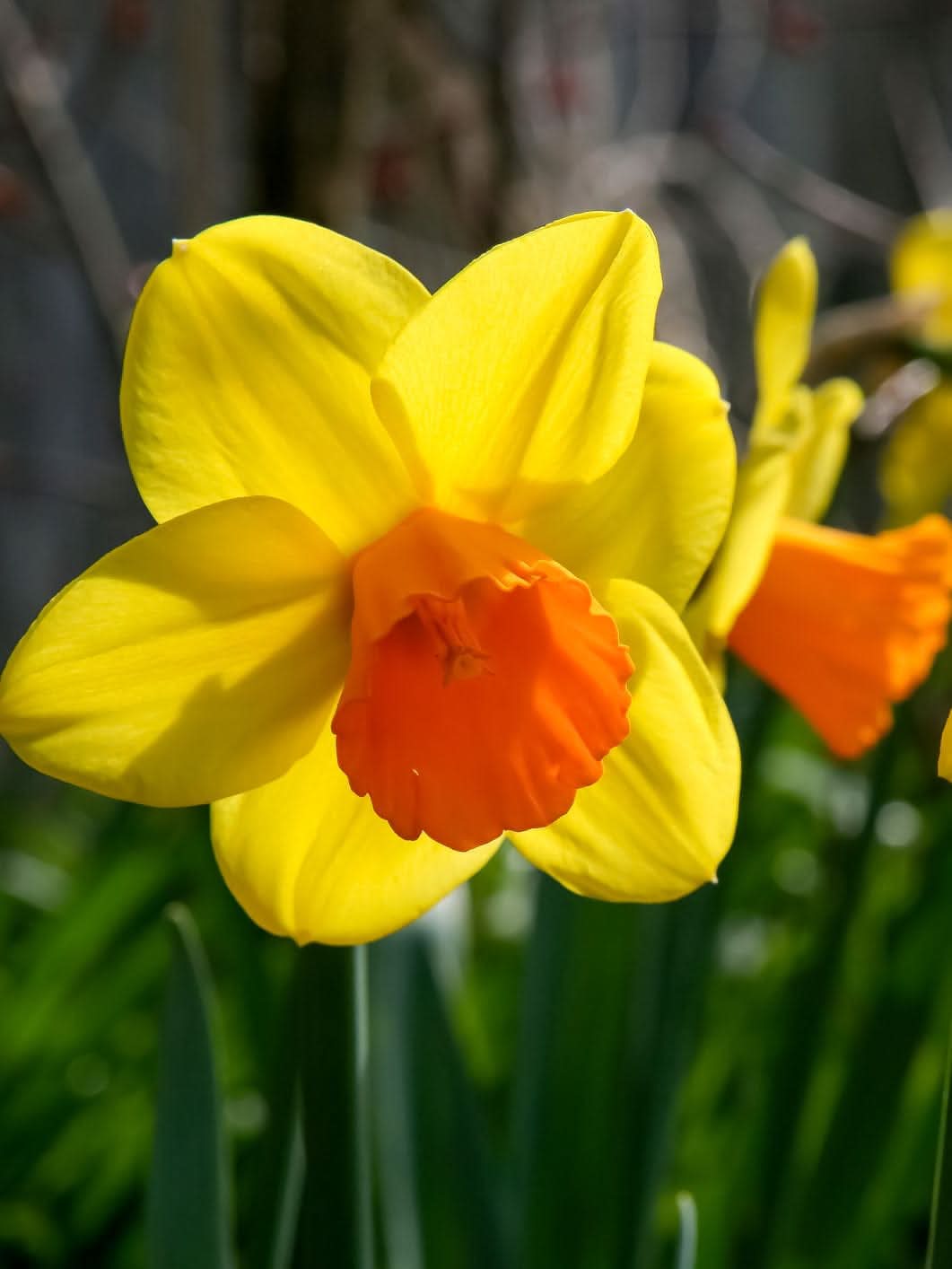 Daffodil (Narcissus) 'Jetfire' - Harding & Bloom