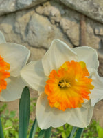 Daffodil (Narcissus) 'Love Call' - Harding & Bloom