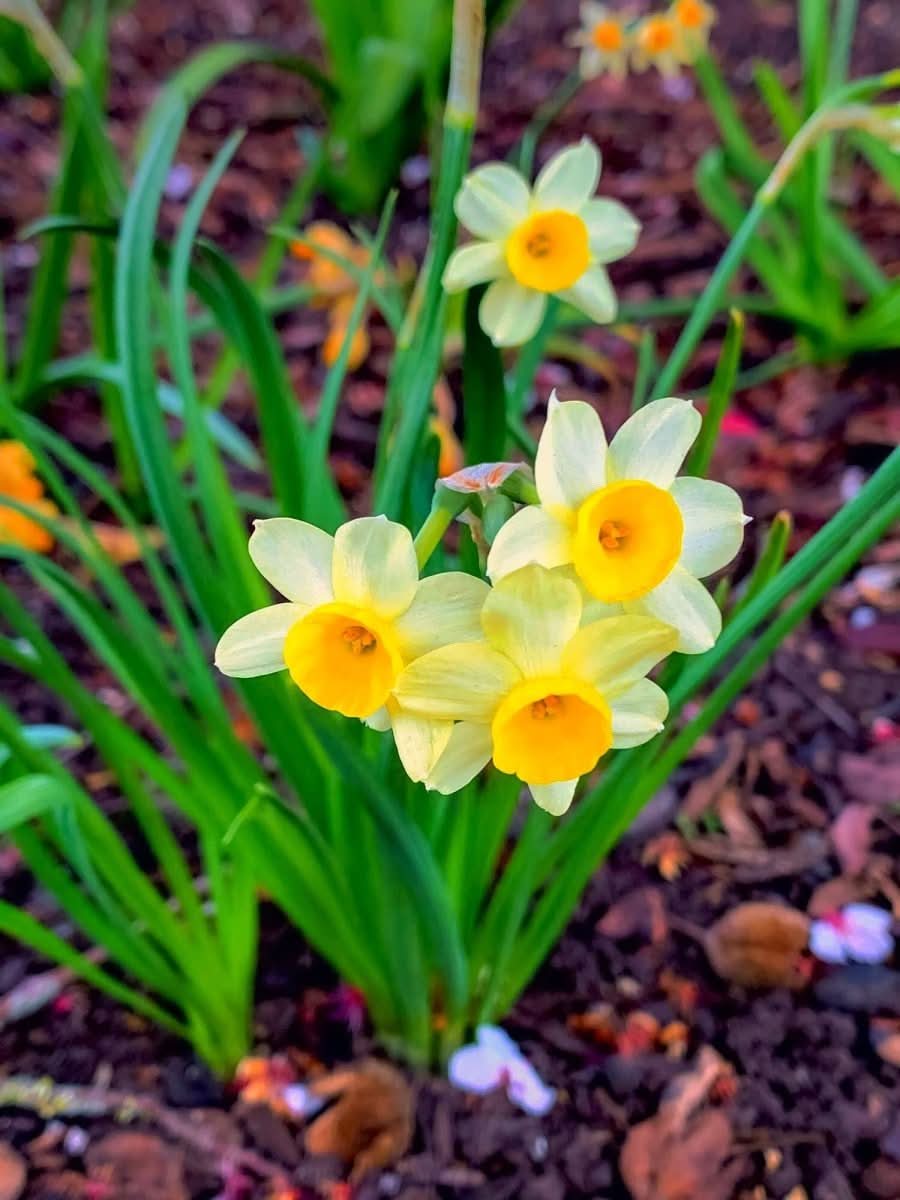 Daffodil (Narcissus) 'Minnow' - Harding & Bloom